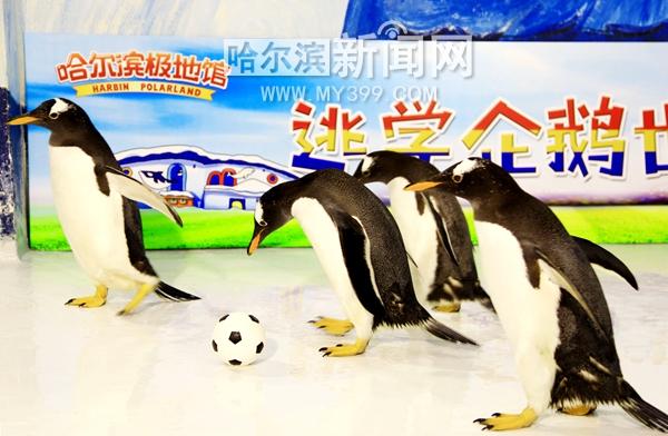 企鹅足球直播比赛的相关图片
